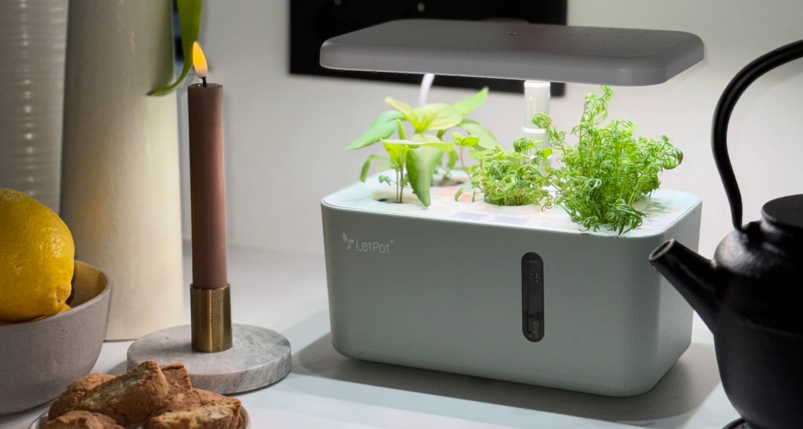 Grow Fresh Herbs Indoors