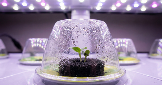 Het Geheim van Snelle Ontkieming: Waarom je de Bioome Grow Domes nóóit moet weggooien