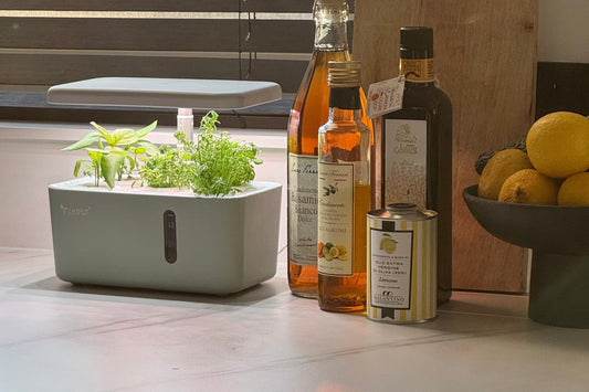 Why Every Modern Home Needs a Smart Garden