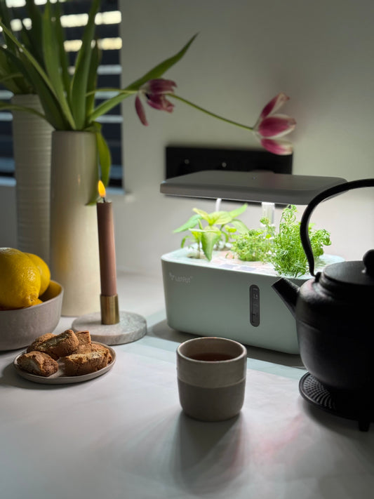 Grow Herbal Tea at Home with a Smart Garden – Fresh, Healthy & Always Available