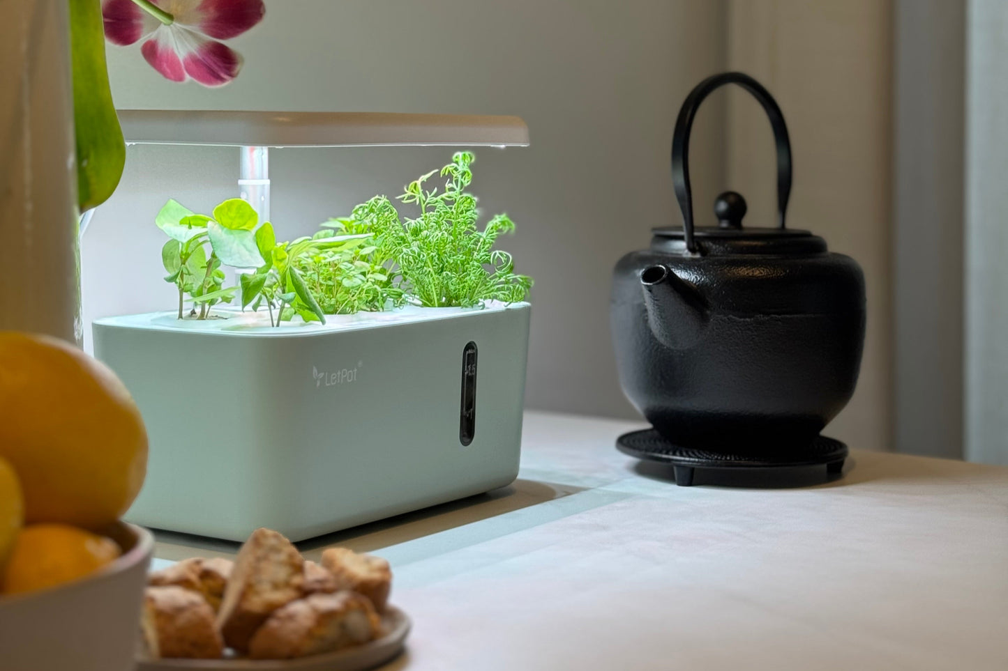 Smart Garden 5 Mini